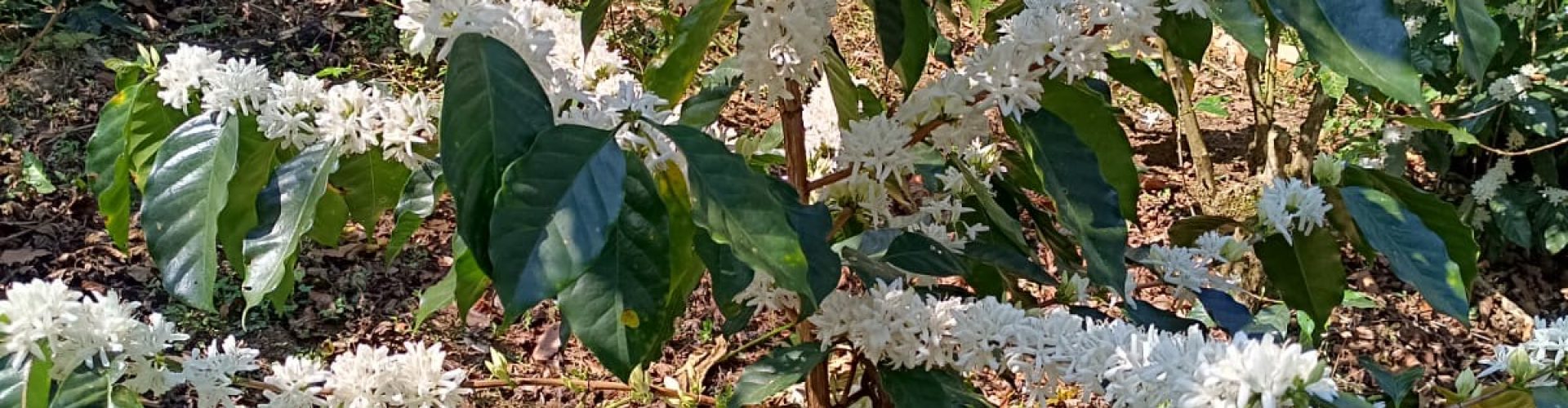 Shade Grown, organic coffee, bird friendly coffee