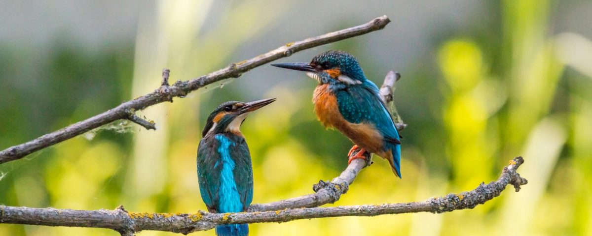 pexels-photo-459326-459326 Close-up of two colorful kingfishers perched together in nature.